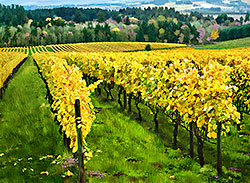 Cooper Mountain Vineyard Grapes - Beaverton Oregon