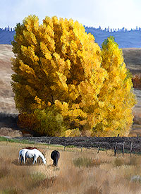 Horses at Eagle Point near Rogue River