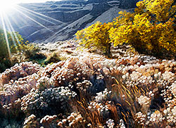 Sagebrush on the Columbia River Hills of Oregon