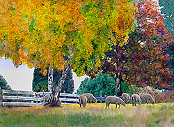 Sheep Grazing in colorful Autumn - Roseburg