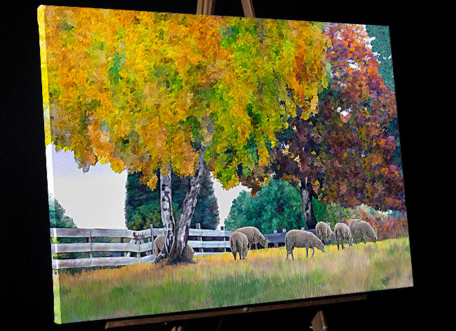 Painting of Sheep Grazing beneath colorful Roseburg Oregon autumn trees