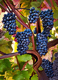 Sokol Blosser Wine Grapes - Dayton Oregon