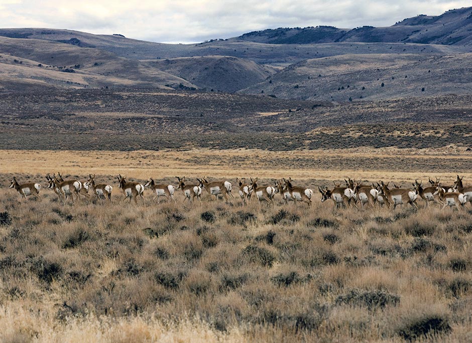 Antelope run at dusk on Hart Mountain ; South Eastern Oregon
