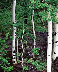 Aspens abound in the wetter parts of the Basin Range-from Steens Mountain