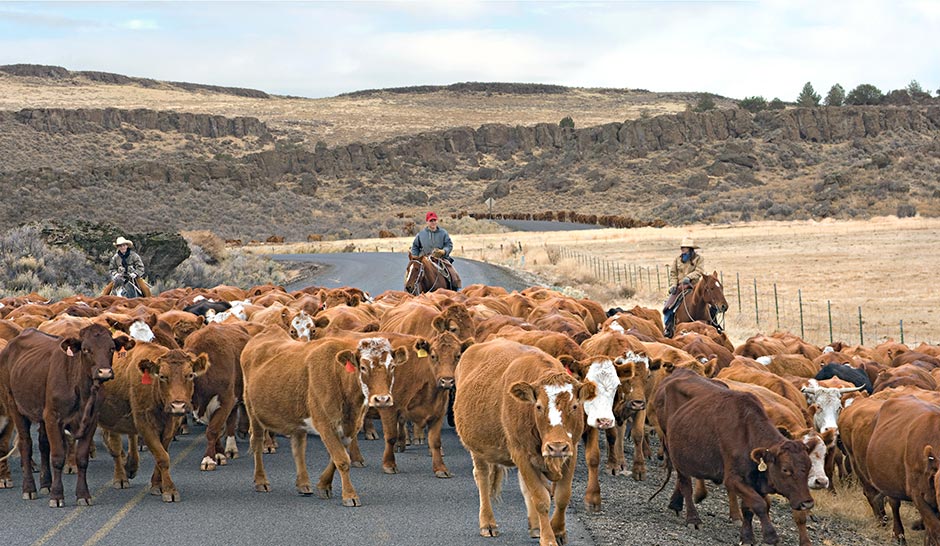 Oregon Basin Range-A cattle drive is a frequent road block near Diamond Craters