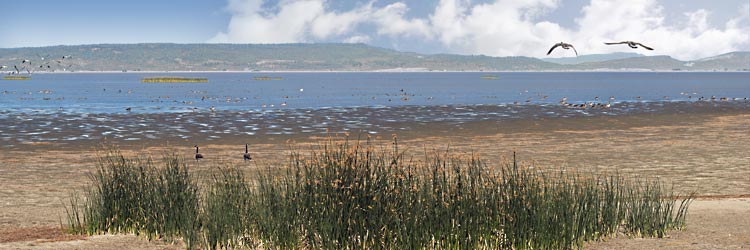 Oregon Basin Range panorama; Freshwater Goose Lake by Lakeview egret, migratory ducks and geese