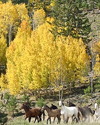 Oregon Wild Horse Herd Management Area (Burns)  provided horses for this aspen scene