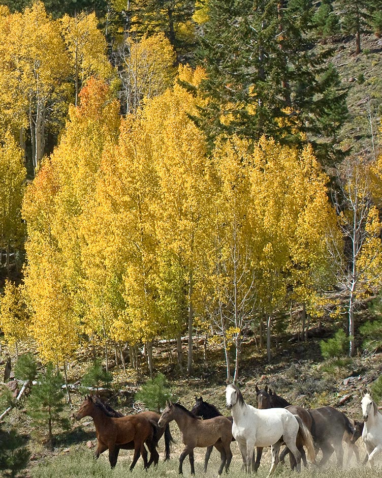 Oregon Wild Horse Herd Management Area (Burns)  provided horses for this aspen scene