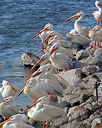 Pelicans on Klamath Lake