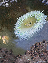 Sea Anemone in a tide pool at Yaquina Head