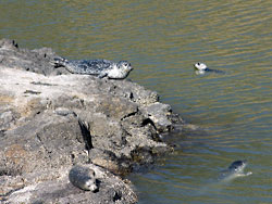Seals swim in the Tide Pools of Yaquina Head Outstanding Natural Area; Pictures of the Oregon Coast
