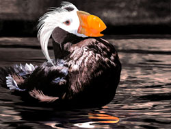 an Oregon Tufted Puffin painting