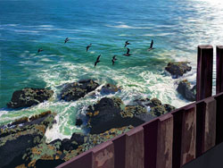 Sea Birds California Coast - Pigeon Point