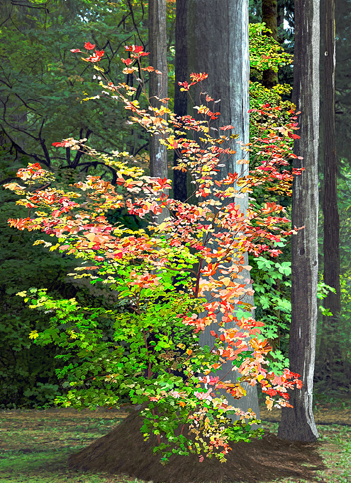 Buy this Painting of A Vine Maple in the Van Duzer Corridor in Oregon