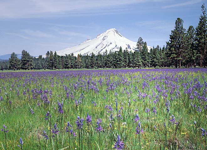 Oregon Cascades pictures - Mt Hood at Beaver Creek Prairie