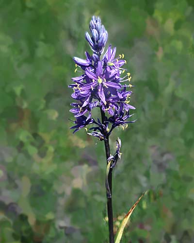 Oregon Cascades pictures - Common Camas Flower - plant used for food by Indians