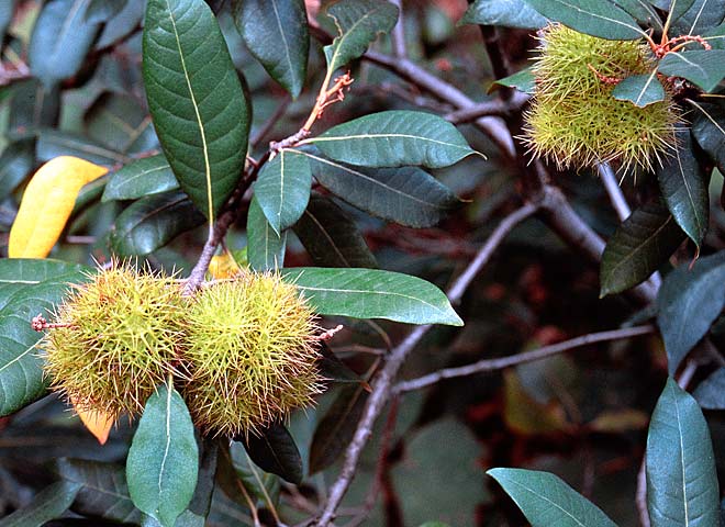 Oregon Cascades pictures - Chinquapins-Sea Urchins of the Forest