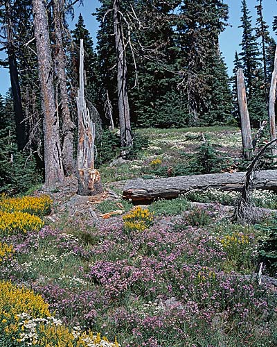 Oregon Cascades pictures - Wildflowers Mt Hood National Forest sold as framed photo or canvas