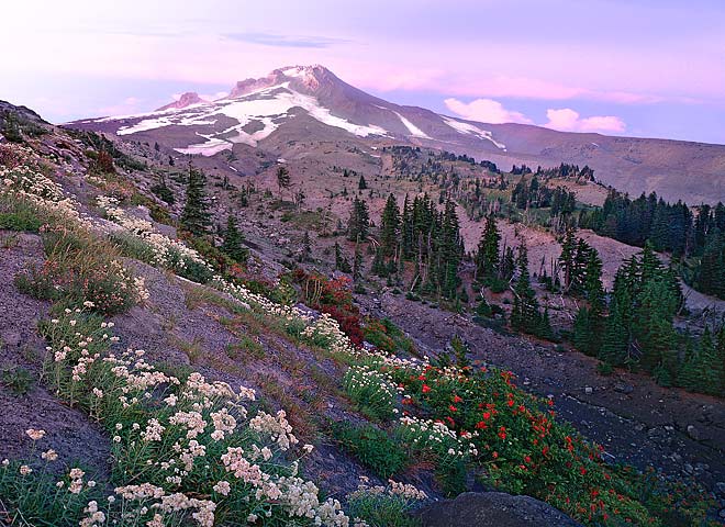 Oregon Cascades pictures - Mt Hood with Flowers Mt Hood National Forest