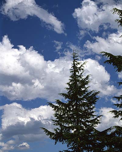 Oregon Cascades pictures - Mt Hood National Forest Sky sold as framed photo or canvas