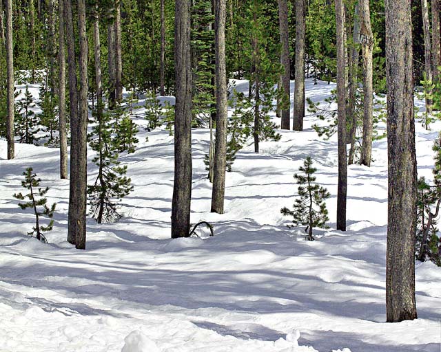 Oregon Cascades pictures - Fir Trees in  Snow