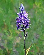 Common Camas Flower