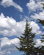 Forest Tree against a clear mountain sky