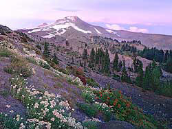 Wildflowers in the foothills of Mt Hood