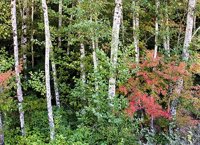 Oregon Coast photo, Alder Trees, Maple Trees beginning of fall colors