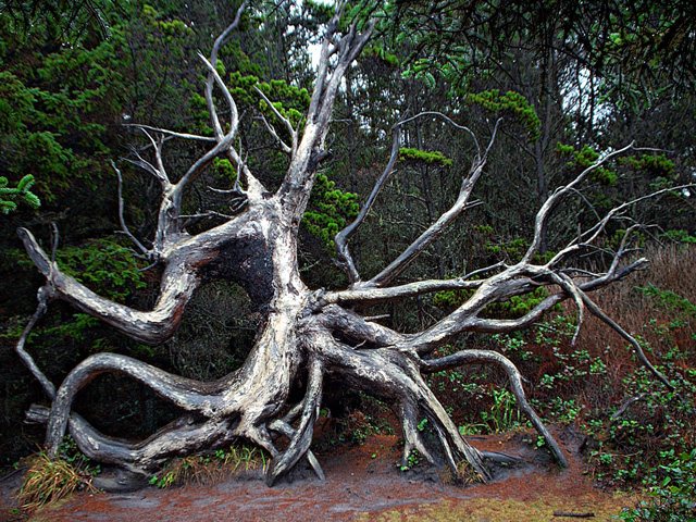 Roots of the Sitka Spruce tree-Oregon Coast Photo - Unique driftwood- Shore Acres