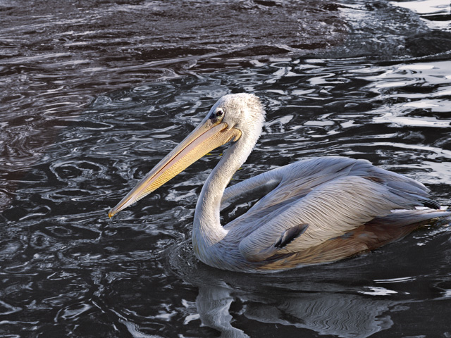 Pacific Ocean photographs - Oregon Coast Photo - Pelican, Ocean bird