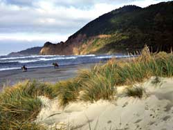 Horses on the Beach at Manzanita Sand Dunes