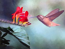 Hummingbird painting by Crocosmia blossoms