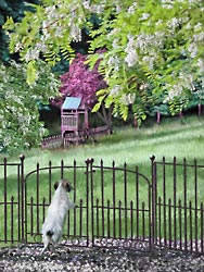Wire Haired Dachshund at Patio Fence