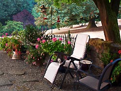 Wire Haired Dachshund in Patio Chair with Fuchsias and Geraniums