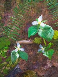 A Trio of White Trillium