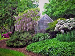 The Wisteria is in Bloom over the Greenhouse