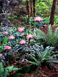 Red Rhododendron Blossoms in the Woods painting
