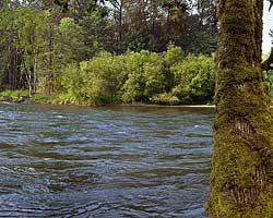 Bellinger Landing on the McKenzie River