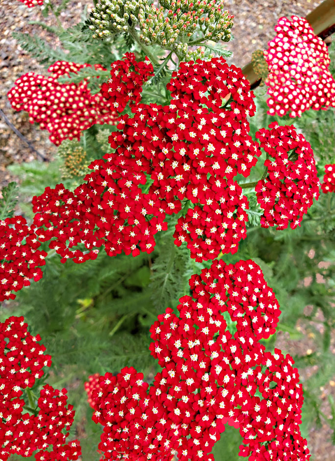 Buy this Painterly image of Red Yarrow, Oregon