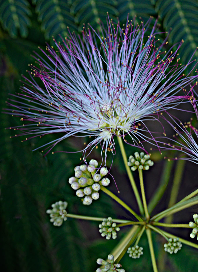 Buy this Painterly image of Silk Tree Blossom, Oregon