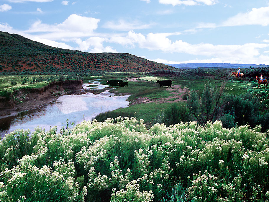 Cow Creek Cowboys in Owyhee Uplands