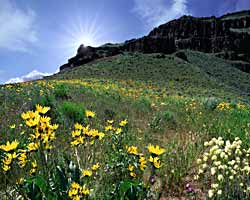 Balsam flowers, entrance to canyon leading to Owyhee Dam