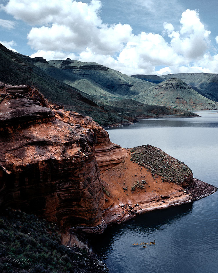 Eastern Oregon picture - Geese on Owyhee Reservoir