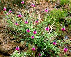 Eastern Oregon purple flower; Western Prairie Clover