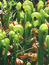 Darlingtonia or Pitcher Plant Waldport, Florence