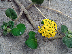 Sand Flower at Oregon Dunes National Recreation Area