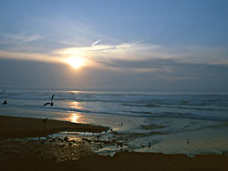 Sea Birds at Tolovana south of Cannon Beach