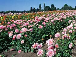 Pink - Swan Island Dahlia Farm in Canby, Oregon