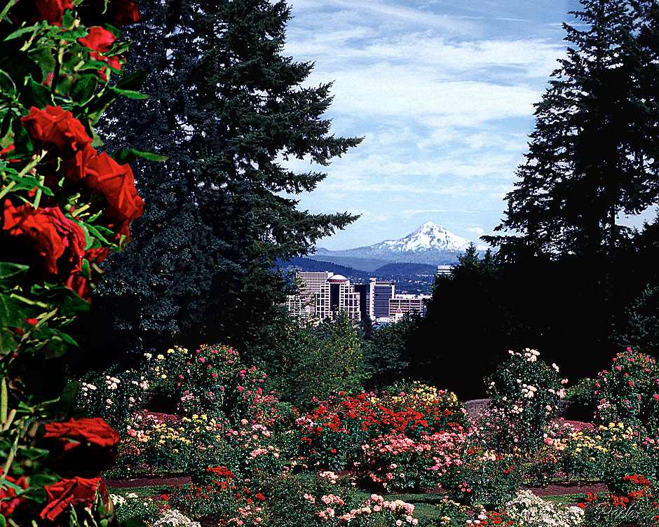 Portland, Rose Garden, Mt Hood, Red , flower